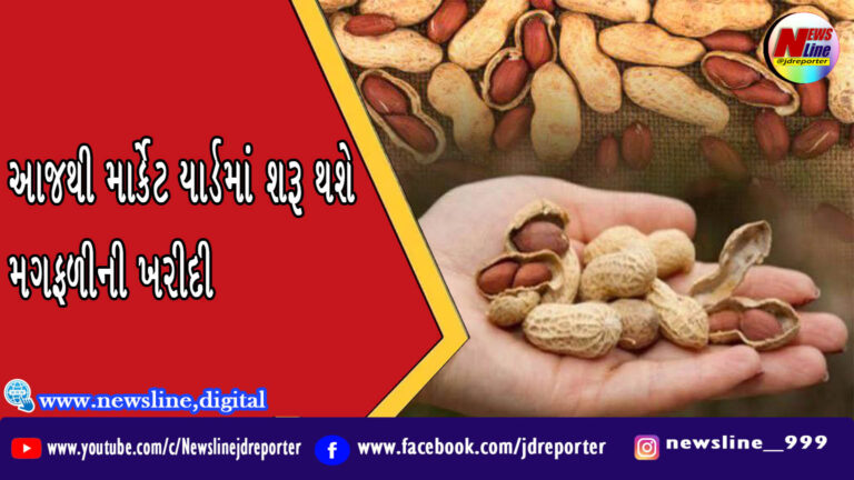 આજથી માર્કેટ યાર્ડમાં શરૂ થશે મગફળીની ખરીદી