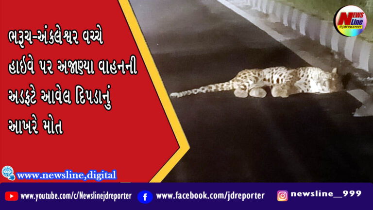 ભરૂચ-અંકલેશ્વર વચ્ચે હાઇવે પર અજાણ્યા વાહનની અડફટે આવેલ દિપડાનું આખરે મોત ભરૂચ-અંકલેશ્વર વચ્ચે હાઇવે પર અજાણ્યા વાહનની અડફટે આવેલ દિપડાનું આખરે મોત