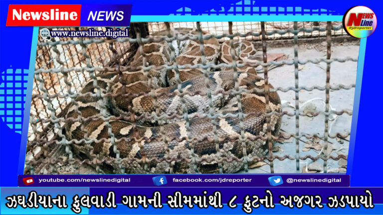 ઝઘડીયાના ફુલવાડી ગામની સીમમાંથી ૮ ફુટનો અજગર ઝડપાયો ઝઘડીયાના ફુલવાડી ગામની સીમમાંથી ૮ ફુટનો અજગર ઝડપાયો