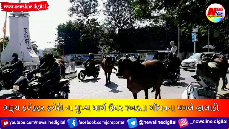 ભરૂચ કલેક્ટર કચેરી ના મુખ્ય માર્ગ ઉપર રખડતા ગૌધનના પગલે હાલાકી ભરૂચ કલેક્ટર કચેરી ના મુખ્ય માર્ગ ઉપર રખડતા ગૌધનના પગલે હાલાકી