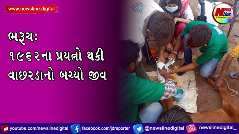 ભરૂચ : 1962ના પ્રયત્નો થકી વાછરડાનો બચ્યો જીવ ભરૂચ : 1962ના પ્રયત્નો થકી વાછરડાનો બચ્યો જીવ