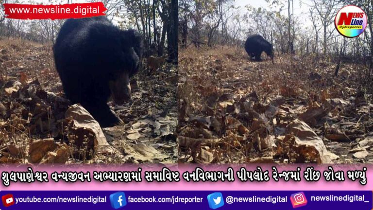 શુલપાણેશ્વર વન્યજીવન અભ્યારણમાં સમાવિષ્ટ વનવિભાગની પીપલોદ રેન્જમાં રીંછ જોવા મળ્યું શુલપાણેશ્વર વન્યજીવન અભ્યારણમાં સમાવિષ્ટ વનવિભાગની પીપલોદ રેન્જમાં રીંછ જોવા મળ્યું