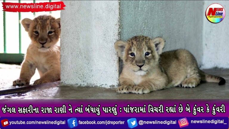 કેવડીયા : જંગલ સફારીના રાજા રાણી ને ત્યાં બંધાયું પારણું:પાંજરામાં વિચરી રહ્યાં છે બે કુંવર કે કુંવરી