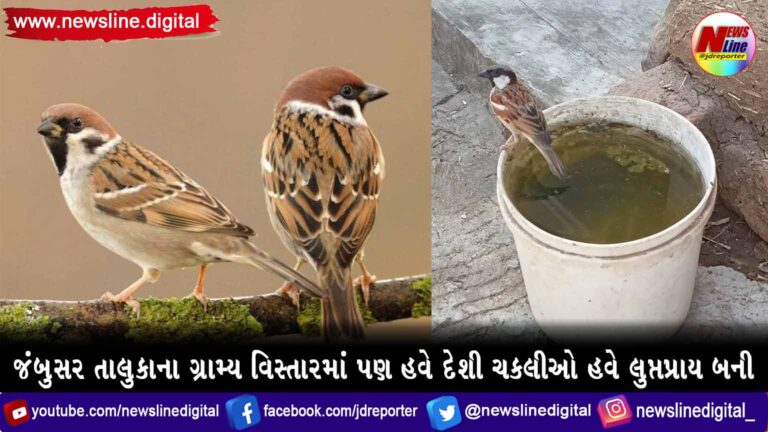 જંબુસર તાલુકાના ગ્રામ્ય વિસ્તારમાં પણ હવે દેશી ચકલીઓ હવે લુપ્તપ્રાય બની