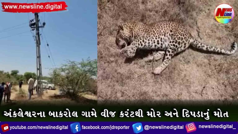 અંકલેશ્વરના બાકરોલ ગામે વીજ કરંટથી મોર અને દિપડાનું મોત અંકલેશ્વરના બાકરોલ ગામે વીજ કરંટથી મોર અને દિપડાનું મોત