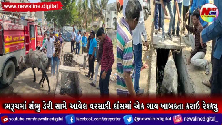 ભરૂચમાં શંભુ ડેરી સામે આવેલ વરસાદી કાંસમાં એક ગાય ખાબકતા કરાઇ રેશ્ક્યુ ભરૂચમાં શંભુ ડેરી સામે આવેલ વરસાદી કાંસમાં એક ગાય ખાબકતા કરાઇ રેશ્ક્યુ