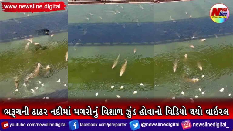 ભરૂચની ઢાઢર નદીમાં મગરોનું વિશાળ ઝુંડ હોવાનો વિડિયો થયો વાઇરલ ભરૂચની ઢાઢર નદીમાં મગરોનું વિશાળ ઝુંડ હોવાનો વિડિયો થયો વાઇરલ