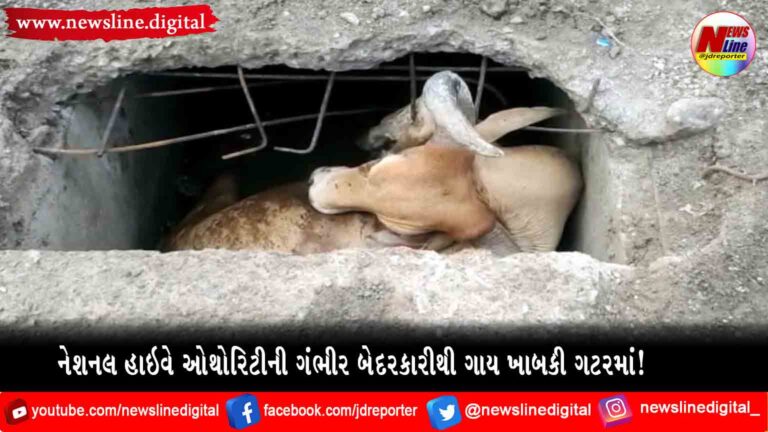 નેશનલ હાઇવે ઓથોરિટીની ગંભીર બેદરકારીથી ગાય ખાબકી ગટરમાં! નેશનલ હાઇવે ઓથોરિટીની ગંભીર બેદરકારીથી ગાય ખાબકી ગટરમાં!