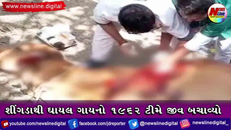 શીંગડાથી ઘાયલ ગાયનો 1962 ટીમે જીવ બચાવ્યો