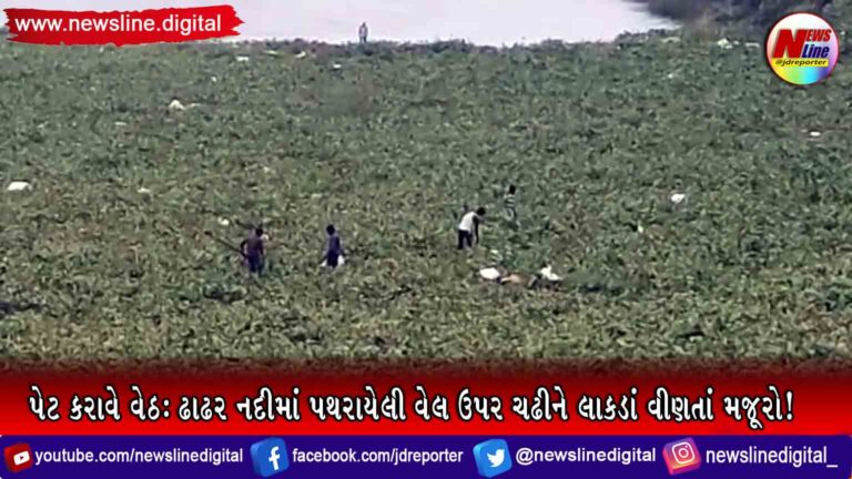 પેટ કરાવે વેઠ : ઢાઢર નદીમાં પથરાયેલી વેલ ઉપર ચઢીને લાકડાં વીણતાં મજૂરો! પેટ કરાવે વેઠ : ઢાઢર નદીમાં પથરાયેલી વેલ ઉપર ચઢીને લાકડાં વીણતાં મજૂરો!