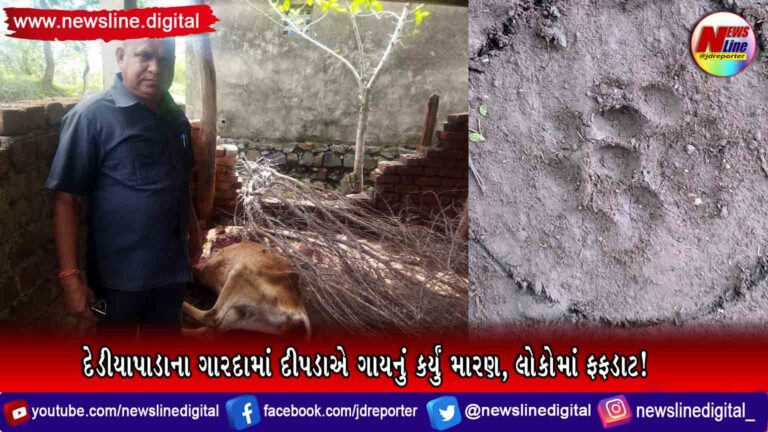 દેડીયાપાડાના ગારદામાં દીપડાએ ગાયનું કર્યું મારણ, લોકોમાં ફફડાટ! દેડીયાપાડાના ગારદામાં દીપડાએ ગાયનું કર્યું મારણ, લોકોમાં ફફડાટ!