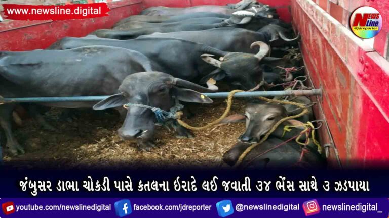 જંબુસર ડાભા ચોકડી પાસે કતલના ઇરાદે લઈ જવાતી ૩૪ ભેંસ સાથે ૩ ઝડપાયા જંબુસર ડાભા ચોકડી પાસે કતલના ઇરાદે લઈ જવાતી ૩૪ ભેંસ સાથે ૩ ઝડપાયા