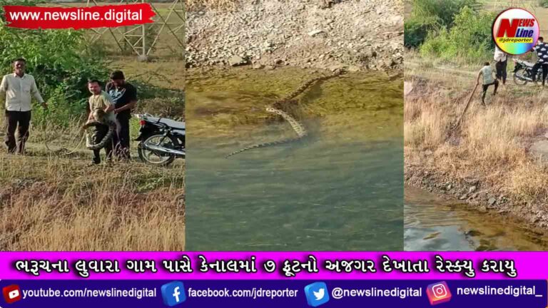 ભરૂચના લુવારા ગામ પાસે કેનાલમાં 7 ફૂટનો અજગર દેખાતા રેસ્ક્યુ કરાયુ ભરૂચના લુવારા ગામ પાસે કેનાલમાં 7 ફૂટનો અજગર દેખાતા રેસ્ક્યુ કરાયુ