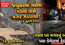 જંબુસરમાં ગણેશ પંડાલ પાસે 4 ફૂટનો મગર ઝડપાયો!