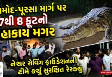 આમોદ-પૂરસા માર્ગ પર 7થી 8 ફૂટના મહાકાય મગરથી દેખાયો!