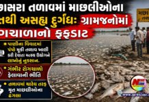 મછાસરા તળાવમાં માછલીઓના મોતથી અસહ્ય દુર્ગંધ: ગ્રામજનોમાં રોગચાળાનો ફફડાટ