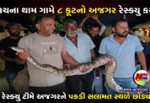 ભરૂચના થામ ગામે ૮ ફૂટનો અજગર રેસ્કયુ કરાયો