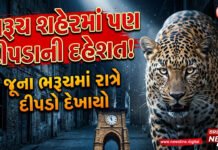 ભરૂચ શહેરમાં પણ દીપડાની દહેશત!