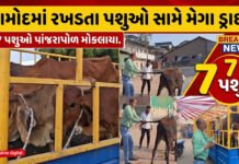 આમોદમાં રખડતા પશુઓ સામે મેગા ડ્રાઈવ!