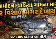 આમોદના વાડિયા ગામના માર્ગ પર વિશાળ મગર દેખાયો!